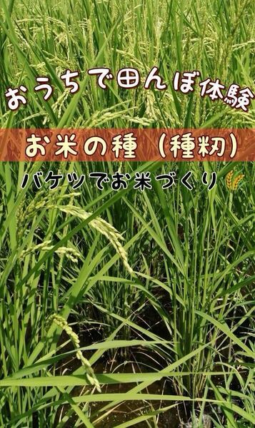 【おうちで田んぼ体験】お米の種(種籾)栽培期間中農薬不使用