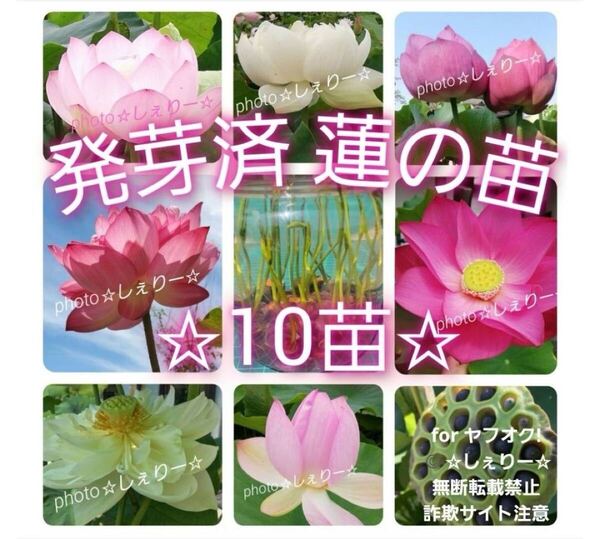 Y1059 ☆ 発芽済 ☆ 花蓮 蓮根 ハス 蓮の種 蓮の苗 【10苗】