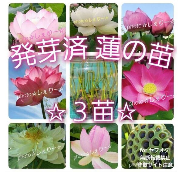 Y3B2 ☆ 発芽済 ☆ 花蓮 蓮根 ハス 蓮の種 蓮の苗 【3苗】