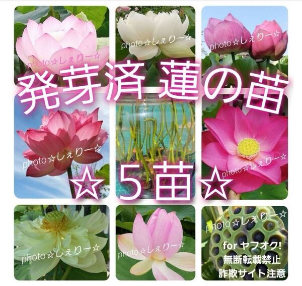 Y558 ☆ 発芽済 ☆ 花蓮 蓮根 ハス 蓮の種 蓮の苗 【5苗】