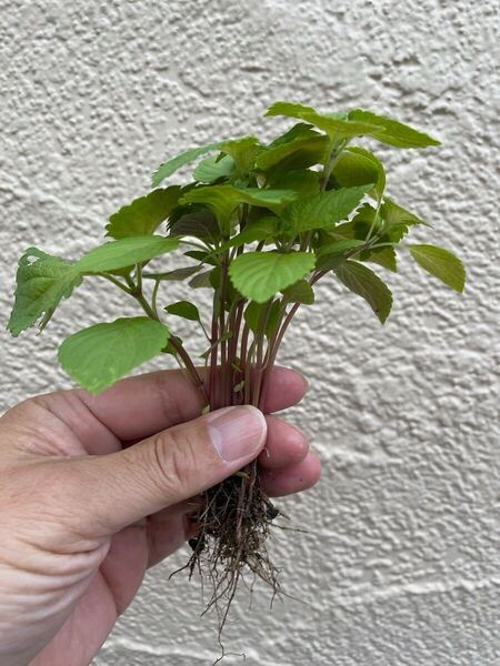 紫蘇 しそ 10株 美味しい 苗 大葉