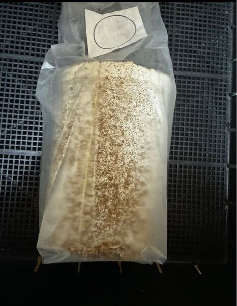 産卵用カワラ菌糸棒 1本 検索用 カワラ菌床 菌糸ブロック オオクワガタ タランドゥス、レギウス、オウゴンオニクワガタ