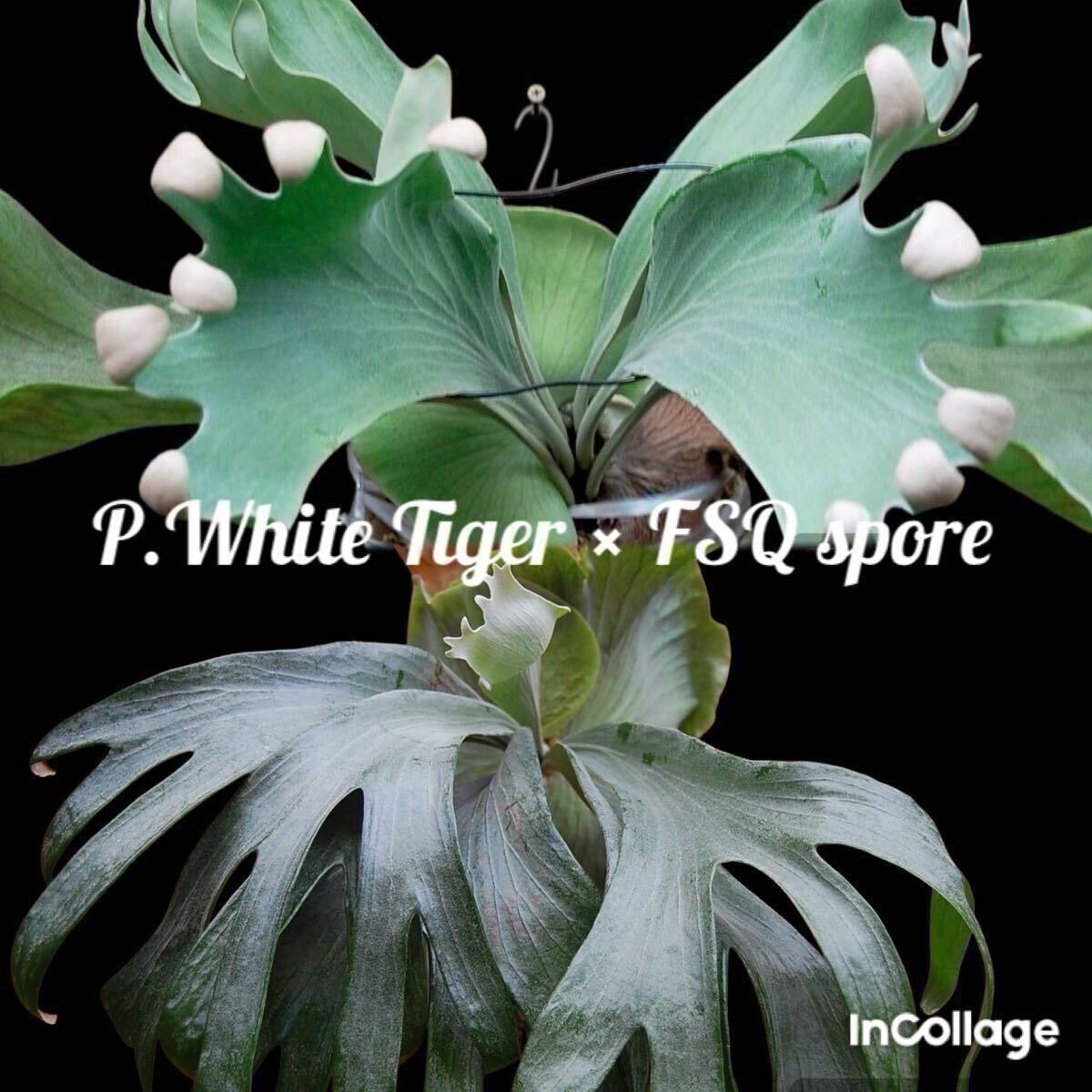 ホワイトモンキー P.white monkey (willinckii×veitchii wild