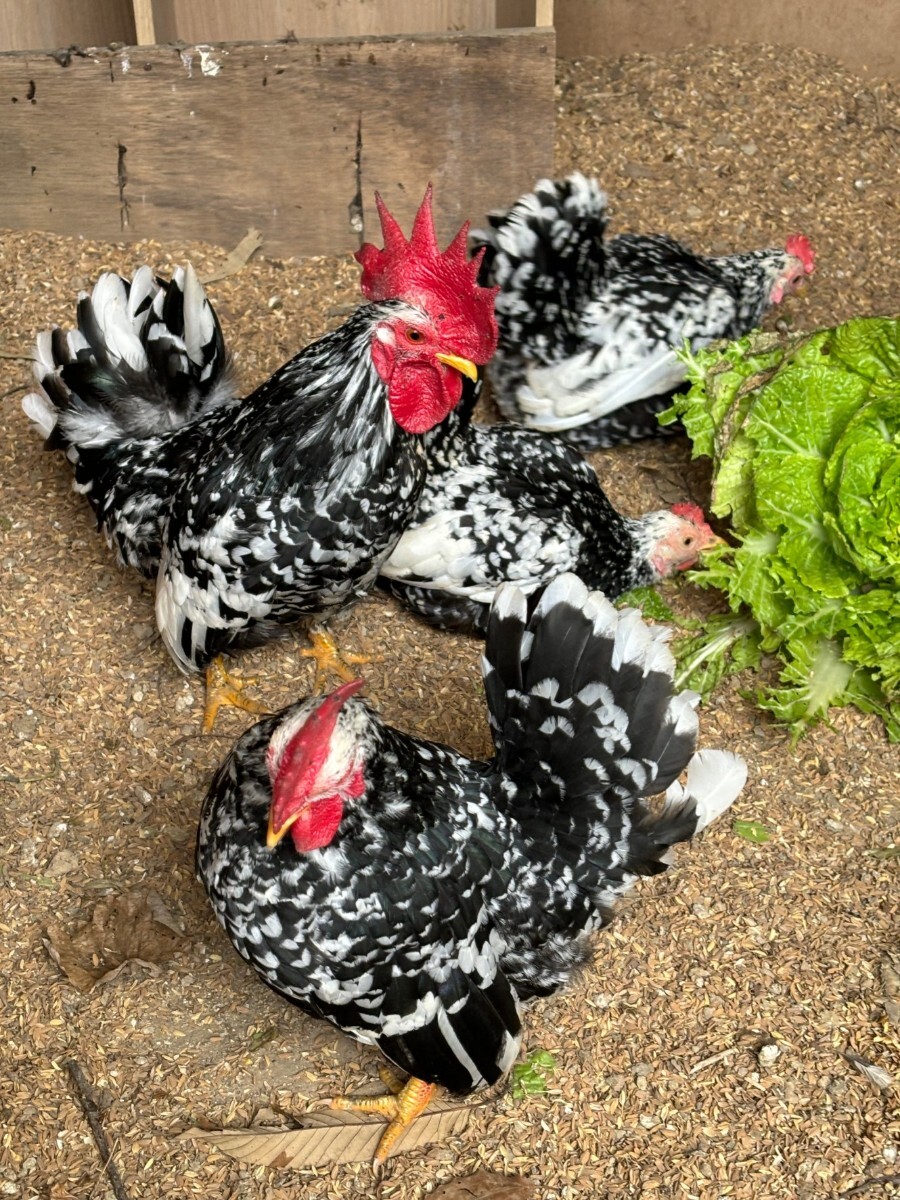 チャボ有精卵【4個売り】 - メルカリ