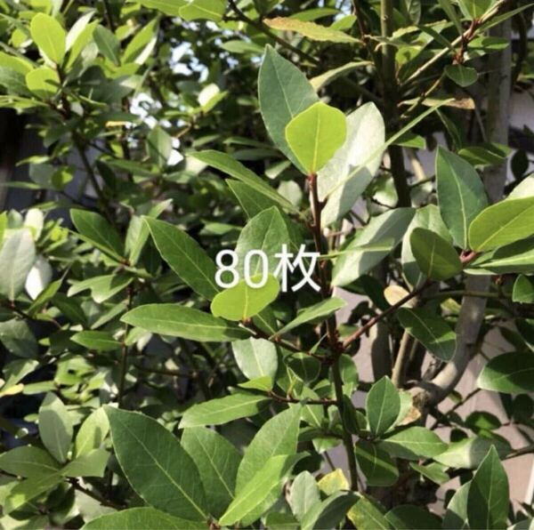 無農薬、月桂樹 ローリエ ハーブ 生ローリエ 薬草 スパイス 家庭菜園