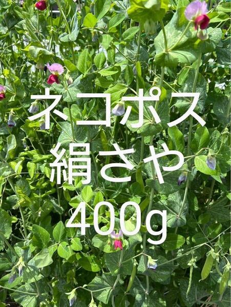 絹さや キヌサヤ きねさや 野菜 野菜絹さや さやえんどう えんどう 家庭菜園 菜園