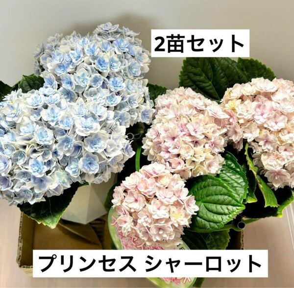 プリンセス シャーロット アジサイ◇ピンク&ブルー 2苗セット◇4号鉢◇来年用