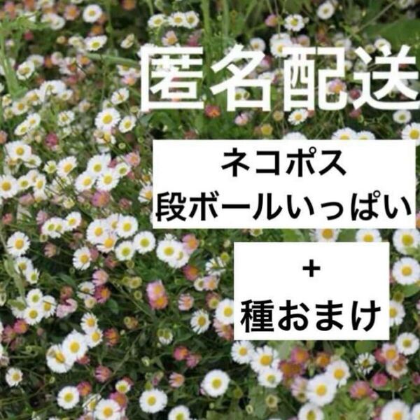 エリゲロン◇抜き苗ネコポス段ボールいっぱい+種おまけ