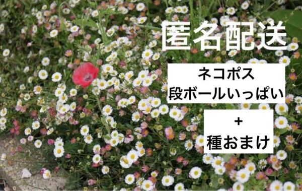 エリゲロン◇抜き苗ネコポス段ボールいっぱい+種おまけ