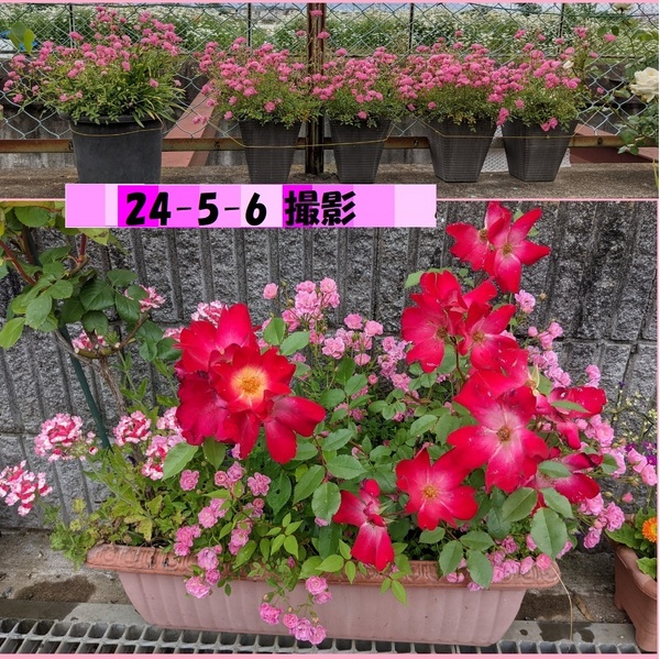 送料無料でお得 ミニバラピンク 2株(ほほえみ)強くてかわいい花 冬も咲きます 現在満開すぎ剪定して次の蕾待ちます(次も咲きます)