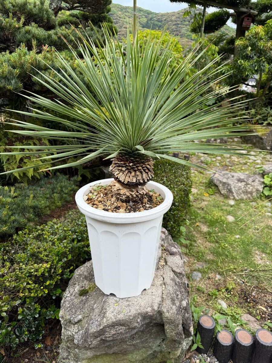 2025年最新】Yahoo!オークション - ユッカ(観葉植物 花、園芸)の