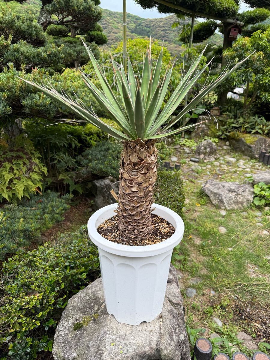 夏セール1 ユッカフィリフェラ/剛毛/葉数多/レア葉性/発根済み 夏セール5 ユッカフィリフェラ/剛毛/葉数多/レア葉性/発根済み