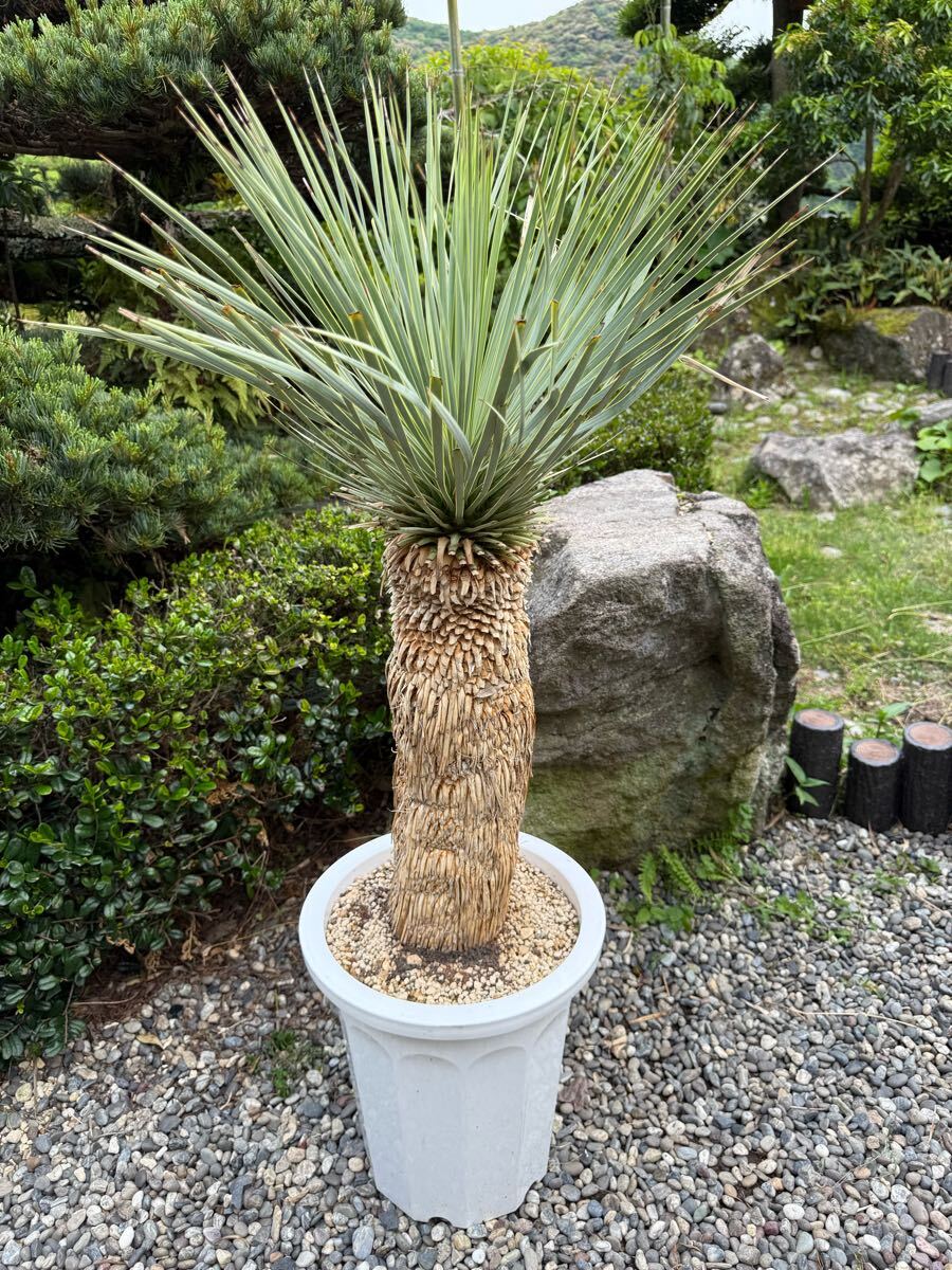 2025年最新】ユッカロストラータの商品一覧！個性的な観葉植物を
