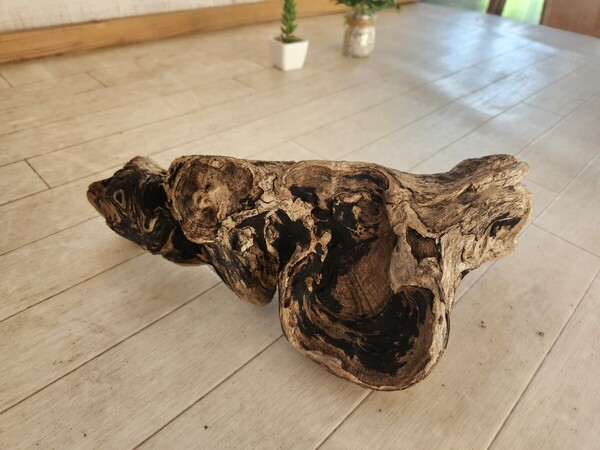 処理済 約36×19センチ流木 やや劣化 30センチ規格水槽 インテリア アクアリウム ビバリウム パルダリウム テラリウム No.169