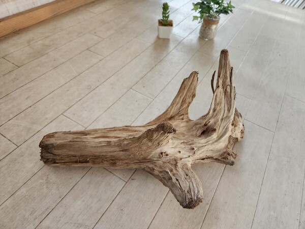 処理済 約40×22センチ流木 45センチ規格水槽 アート インテリア アクアリウム ビバリウム パルダリウム テラリウム No.167