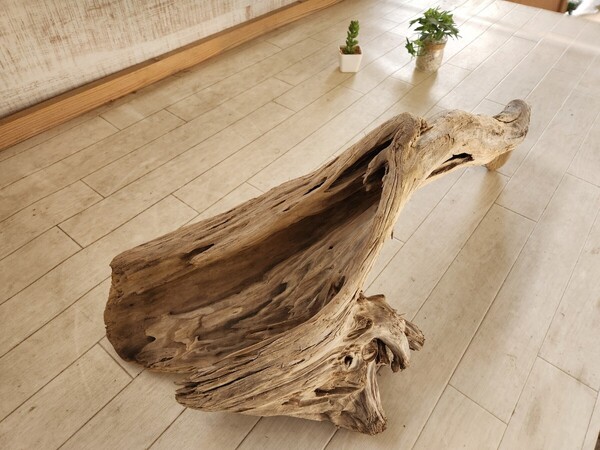 処理済 約65×30センチ流木 60センチ規格水槽 アート インテリア アクアリウム ビバリウム パルダリウム テラリウム No.170