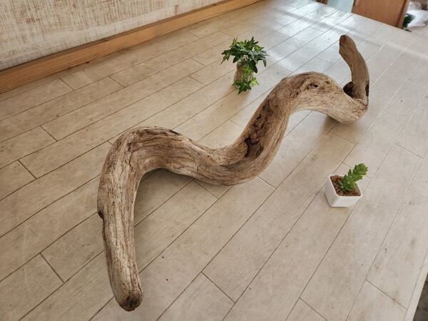 処理済 約78×32センチ流木 90センチ規格水槽 アート インテリア アクアリウム ビバリウム パルダリウム テラリウム No.174