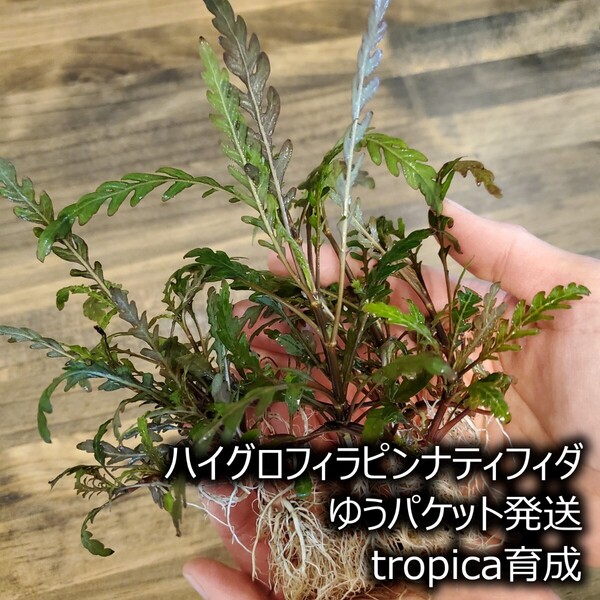 ハイグロフィラピンナティフィダ tropica 水草 前景草 ゆうパケット発送3セット分