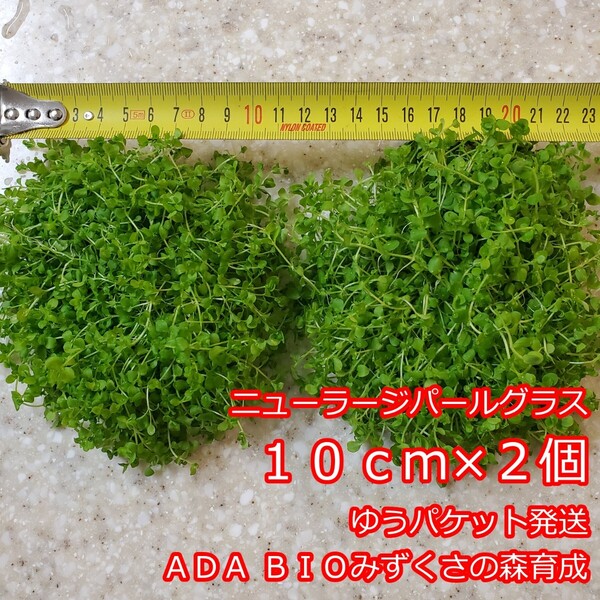 ニューラージパールグラス 10cm×2個 ADA 水草 前景草 ゆうパケット発送