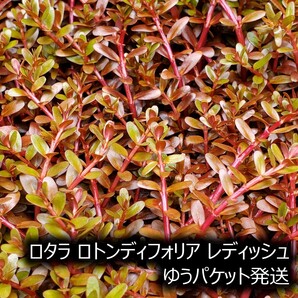 ロタラロトンディフォリアレディッシュ30本 水上葉 ADA ゆうパケット発送