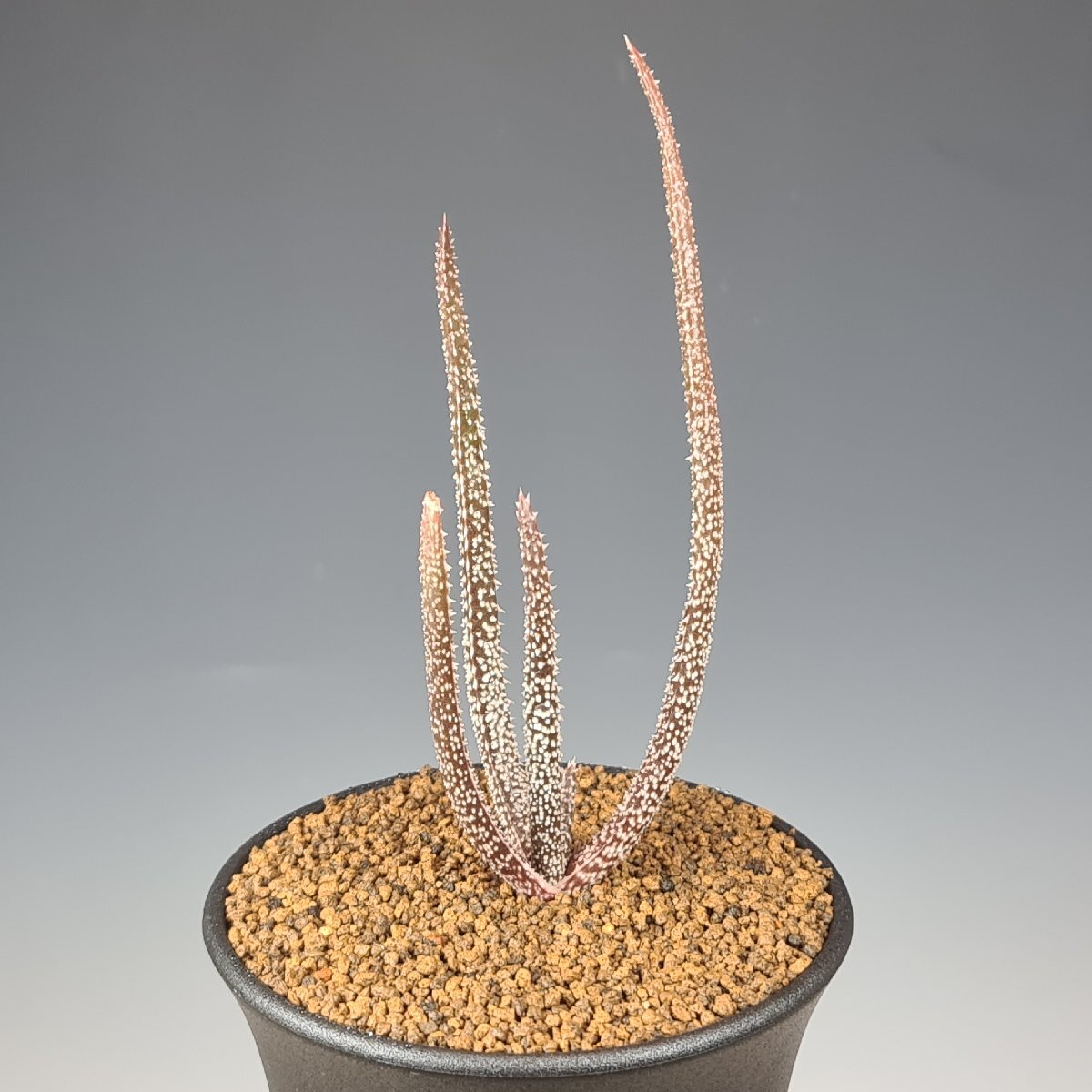 Yahoo!オークション -「アロエ デリカティフォリア」の落札相場