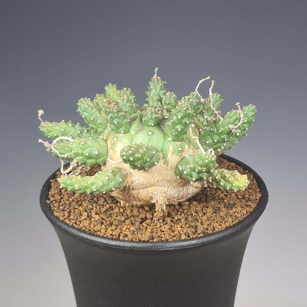 新品 大人気商品  Yahoo!オークション ガムケンシス」(サボテン -「ユーフォルビア その他多肉植物
