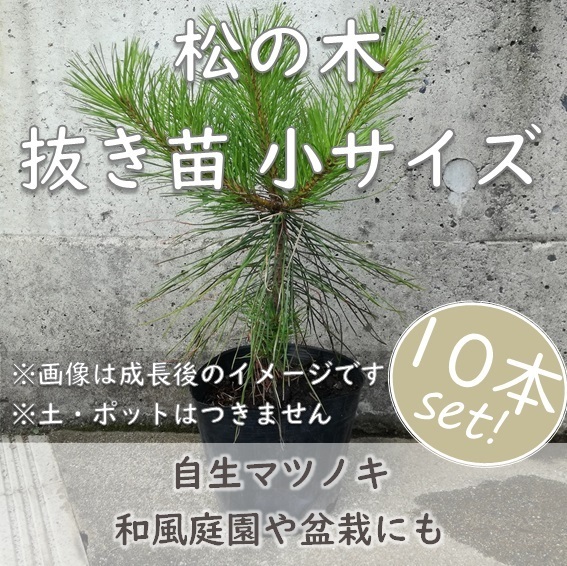 送料無料◆松 マツ 抜き苗 10本 小サイズ 盆栽 苗木 庭木 植樹 緑化 植林などにも 松の木 天然 実生苗 岡山県産 園芸 根付苗