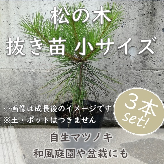 送料無料◆松 マツ 抜き苗 5本 小サイズ 盆栽 苗木 庭木 植樹 緑化 植林などにも 松の木 天然 実生苗 岡山県産 園芸 根付苗