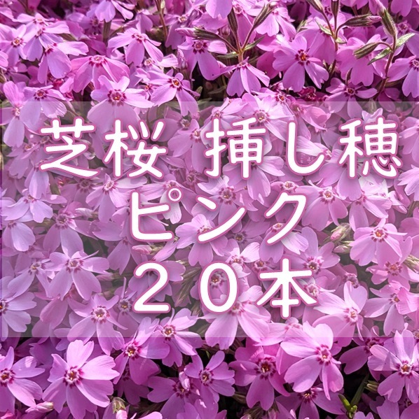 芝桜 挿し穂用カット苗 20本 6~8cm ピンク◆シバザクラ 耐寒性◎ 宿根草 常緑 グランドカバー 園芸 ガーデニング 挿し木