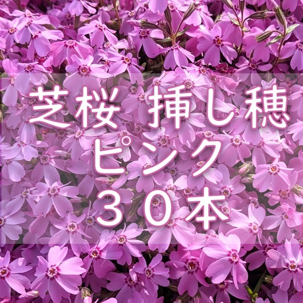 芝桜 挿し穂用カット苗 30本 6~8cm ピンク◆シバザクラ 耐寒性◎ 宿根草 常緑 グランドカバー 園芸 ガーデニング