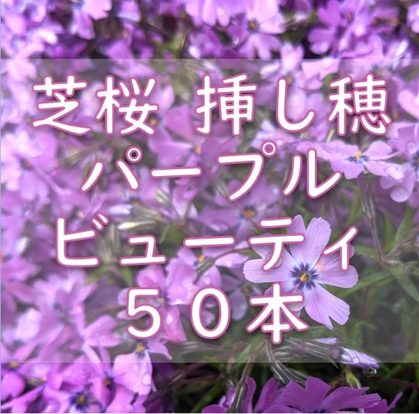 芝桜 挿し穂用カット苗 50本 6~8cm パープルビューティー 桃紫◆シバザクラ 耐寒性宿根草 常緑 グランドカバー 園芸 ガーデニング挿し木