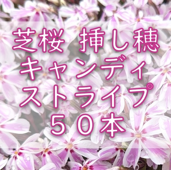 芝桜 挿し穂用カット苗 50本 6~8cm キャンディストライプ ピンク◆シバザクラ 耐寒性宿根草 常緑 グランドカバー 園芸 ガーデニング挿し木