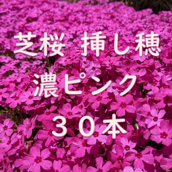 芝桜 挿し穂用カット苗 30本 6~8cm 濃いピンク◆シバザクラ 耐寒性◎ 宿根草 常緑 グランドカバー 園芸 ガーデニング 挿し木