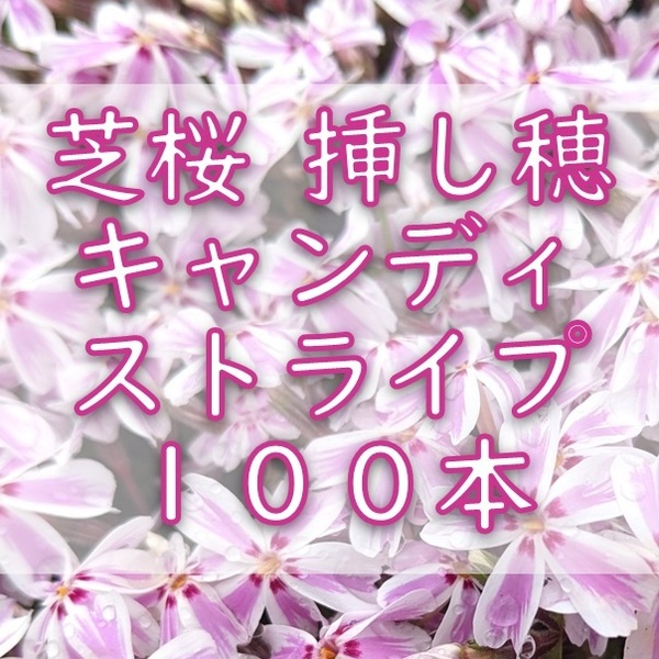 芝桜 挿し穂用カット苗 100本 6~8cm キャンディストライプ ピンク◆シバザクラ 耐寒性宿根草 常緑 グランドカバー 園芸 挿し木