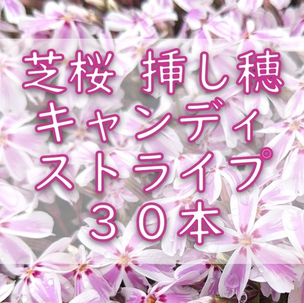 芝桜 挿し穂用カット苗 30本 6~8cm キャンディストライプ ピンク◆シバザクラ 耐寒性宿根草 常緑 グランドカバー 園芸 ガーデニング挿し木