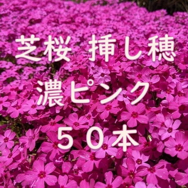 芝桜 挿し穂用カット苗 50本 6~8cm 濃いピンク◆シバザクラ 耐寒性◎ 多年草宿根草 常緑 グランドカバー 園芸 ガーデニング 挿し木