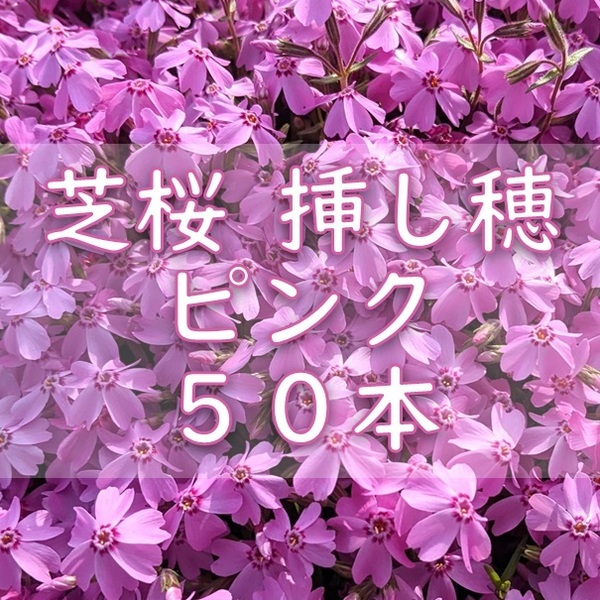 芝桜 挿し穂用カット苗 50本 6~8cm ピンク◆シバザクラ 耐寒性◎ 多年草宿根草 常緑 グランドカバー 園芸 ガーデニング 挿し木