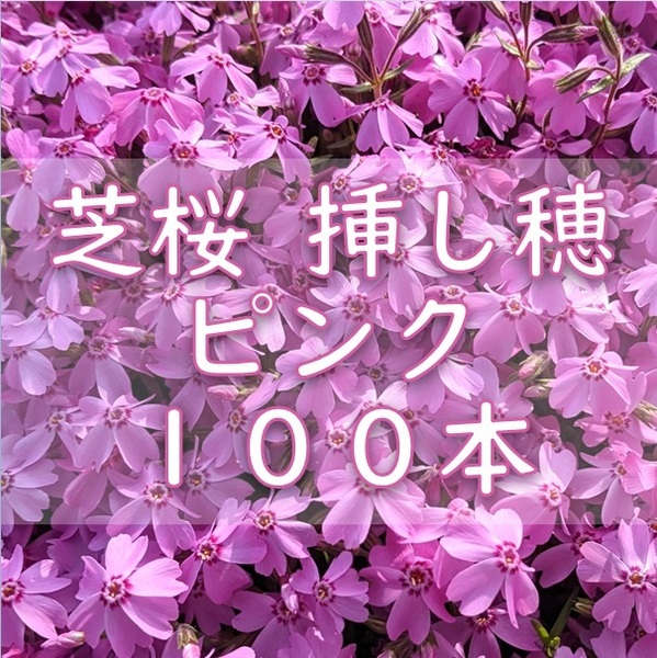芝桜 挿し穂用カット苗 100本 6~8cm ピンク◆シバザクラ 耐寒性◎ 多年草宿根草 常緑 グランドカバー 園芸 ガーデニング 挿し木