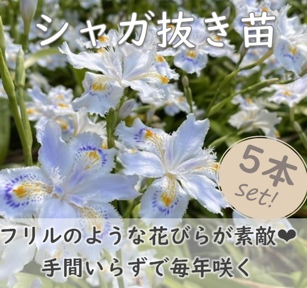 送料無料★フリルのような花びら シャガ 抜き苗5本 常緑多年草 シェードガーデン アイリス Iris japonica 園芸 ガーデニング 耐寒性宿根草