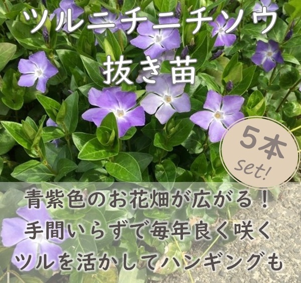 送料無料★ツルニチニチソウ抜き苗5本 ビンカ マジョール マヨール グランドカバー 常緑多年草 園芸 ガーデニング 耐寒性 宿根草