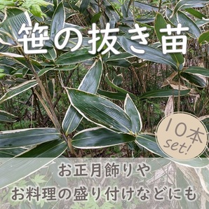 送料無料◆笹の抜き苗 10本 笹の根 正月飾り お料理や和菓子の飾り葉としても◎ 抗菌作用 隈笹 熊笹 クマザサ 山野草 園芸 ガーデニング