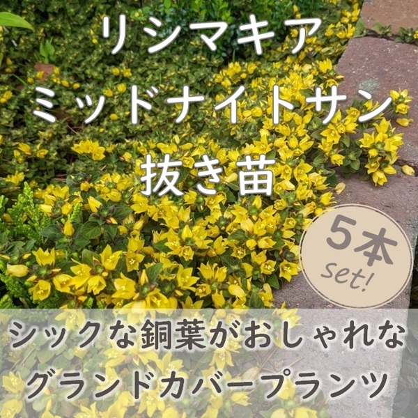 ブロンズ色の葉が可愛い♪リシマキア ミッドナイトサン 抜き苗 5本 グランドカバー カラーリーフ 銅葉 根付き 宿根草 園芸 ガーデニング