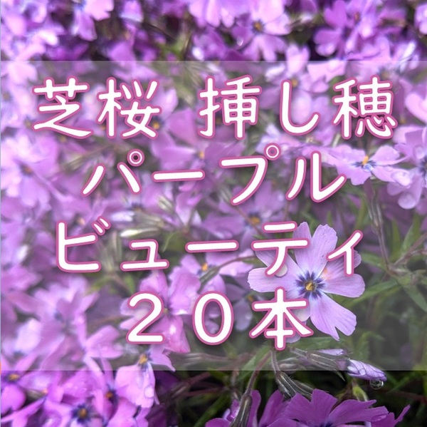 芝桜 挿し穂用カット苗 20本 6~8cm パープルビューティー 桃紫◆シバザクラ 耐寒性宿根草 常緑 グランドカバー 園芸 ガーデニング挿し木