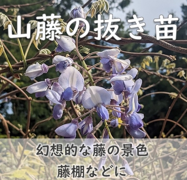 送料無料★藤の抜き苗 1本 美しく幻想的な藤の花 藤棚に 自生ヤマフジ 山藤 ガーデニング 花苗 苗木 庭木 植樹 緑化 園芸