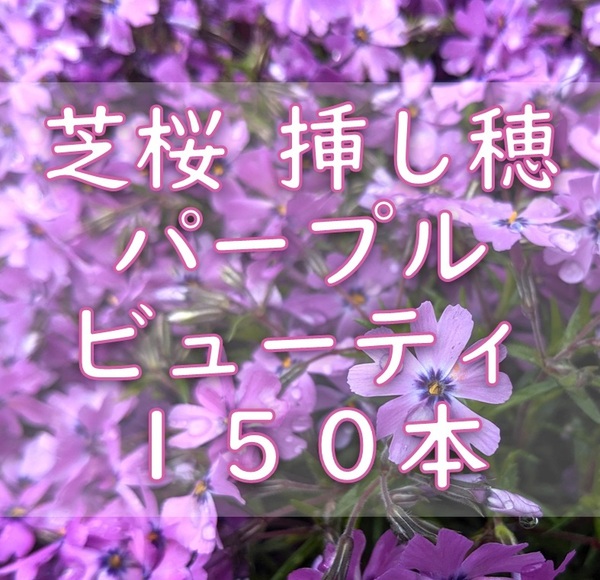 芝桜 挿し穂用カット苗 150本 6~8cm パープルビューティー 桃紫◆シバザクラ 耐寒性宿根草 常緑 グランドカバー 園芸 ガーデニング挿し木
