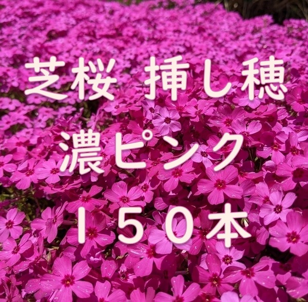 芝桜 挿し穂用カット苗 150本 6~8cm 濃いピンク◆シバザクラ 耐寒性◎ 多年草宿根草 常緑 グランドカバー 園芸 ガーデニング 挿し木