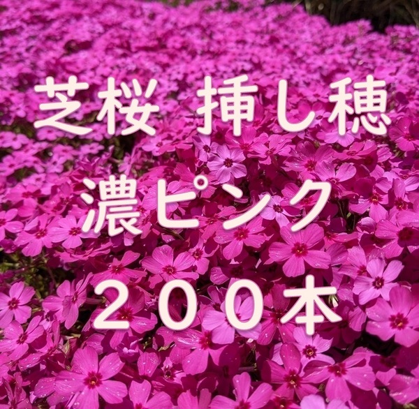 芝桜 挿し穂用カット苗 200本 6~8cm 濃いピンク◆シバザクラ 耐寒性◎ 多年草宿根草 常緑 グランドカバー 園芸 ガーデニング 挿し木