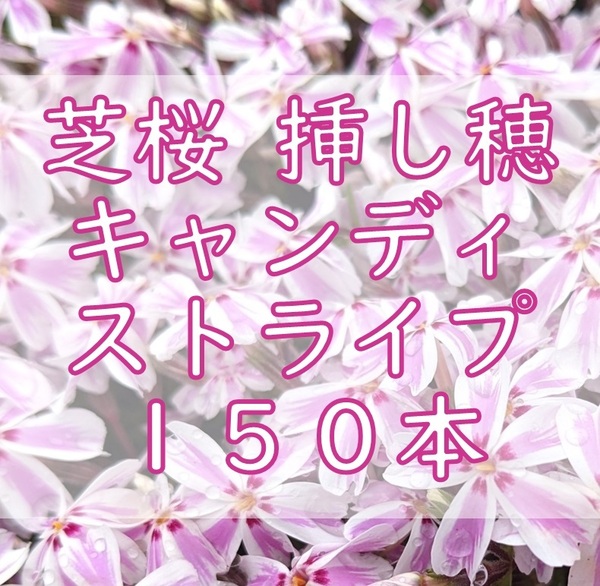 芝桜 挿し穂用カット苗150本 6~8cm キャンディストライプ ピンク◆シバザクラ 耐寒性宿根草 常緑グランドカバー園芸ガーデニング挿し木