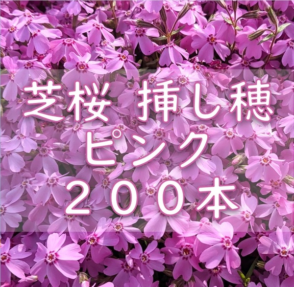 芝桜 挿し穂用カット苗 200本 6~8cm ピンク◆シバザクラ 耐寒性◎ 多年草宿根草 常緑 グランドカバー 園芸 ガーデニング 挿し木