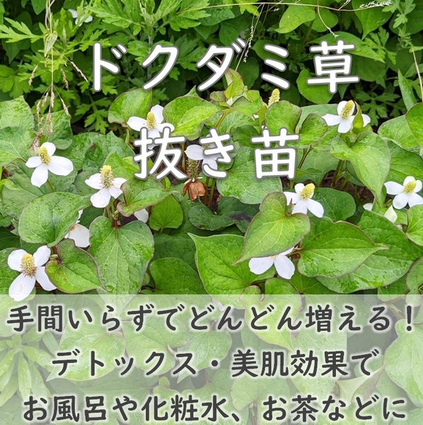 送料無料◆ドクダミ草 抜き苗5株 ハーブ 解毒作用 薬草 入浴剤 美肌化粧水 お茶 どくだみ 宿根草 多年草 園芸 ガーデニング
